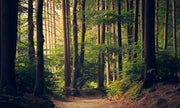 nature photo, under wood with beautiful trees